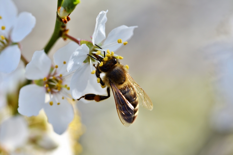 jardinerie-LA BASTIDE-min_bee-4092986